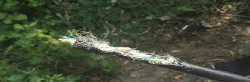 Rodent damaged fiber cable